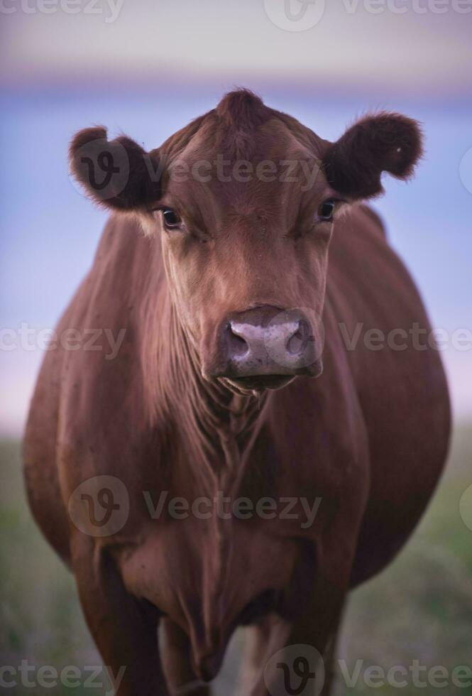 vache portrait dans pampa paysage, la la pampa province, patagonie, Argentine. photo