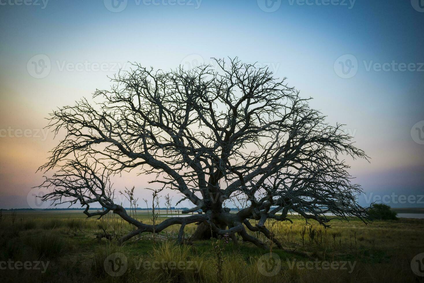 pampa arbre le coucher du soleil paysage, la la pampa province, patagonie, Argentine photo