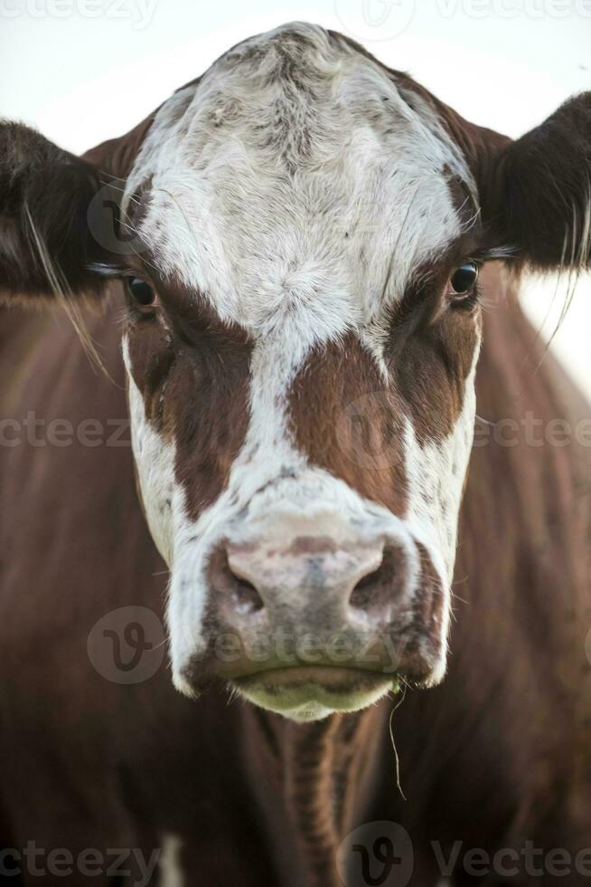 vache portrait dans pampa paysage, la la pampa province, patagonie, Argentine. photo