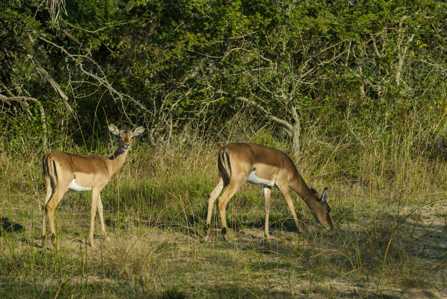 impala pâturage , Kruger nationale parc, Sud Afrique photo