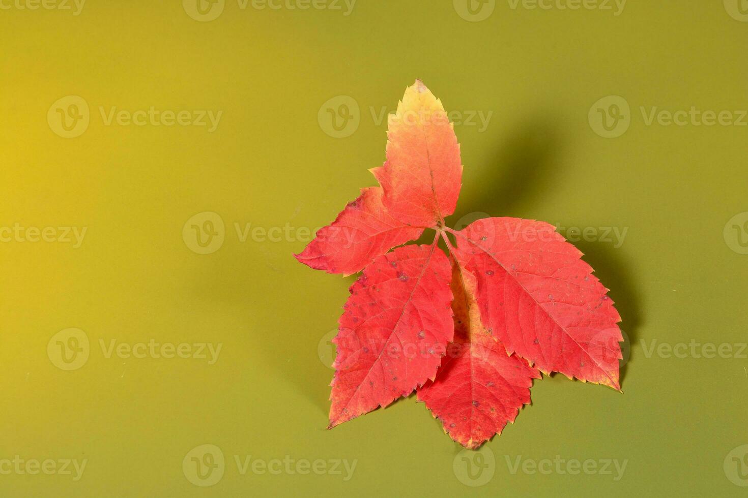 l'automne feuilles dans le vert Contexte photo