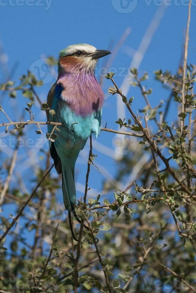 lilas poitrine rouleau perché ,kruger nationale parc, Sud Afrique photo