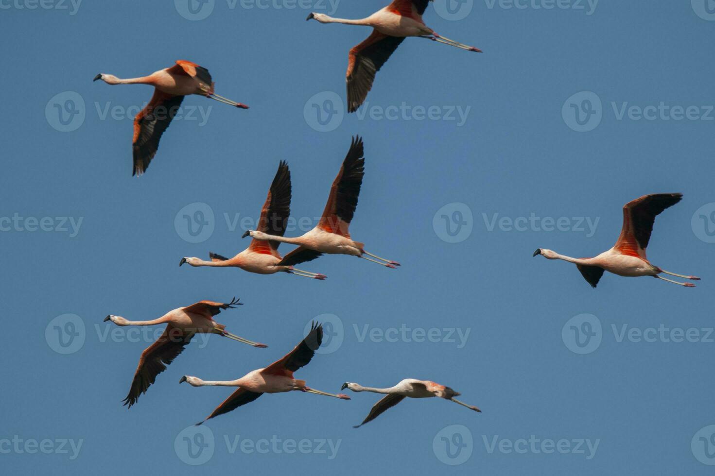 chilien flamants roses troupeau dans vol , patagonie, Argentine. photo