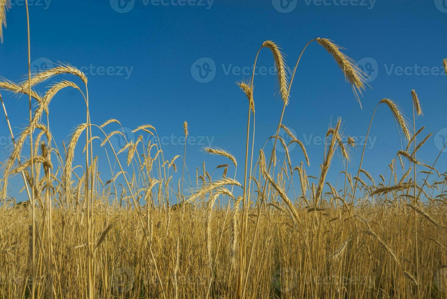 blé champ dans pampa campagne, la la pampa province, patagonie, Argentine photo