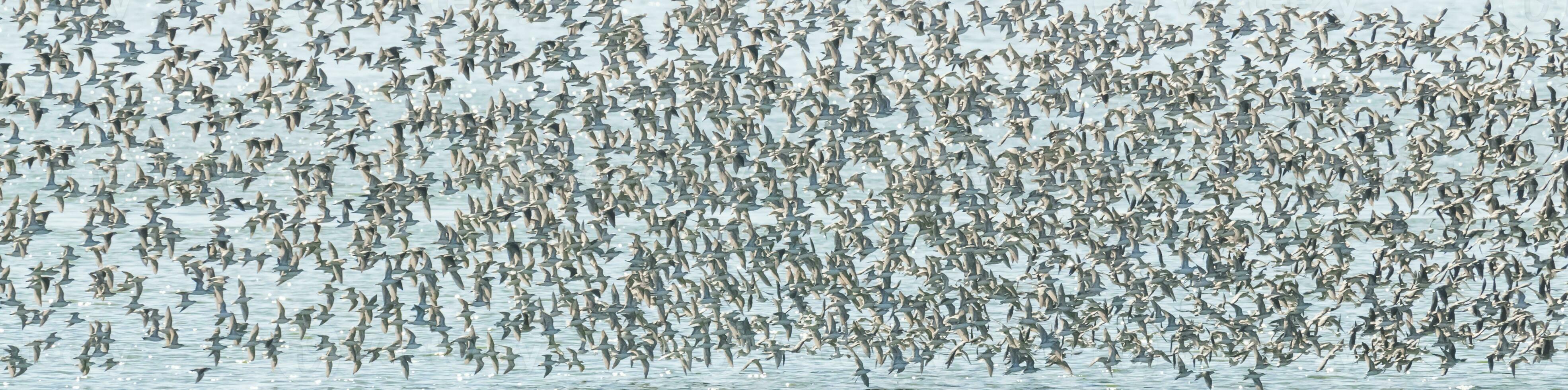 des oiseaux troupeau vol Contexte , patagonie, Argentine photo
