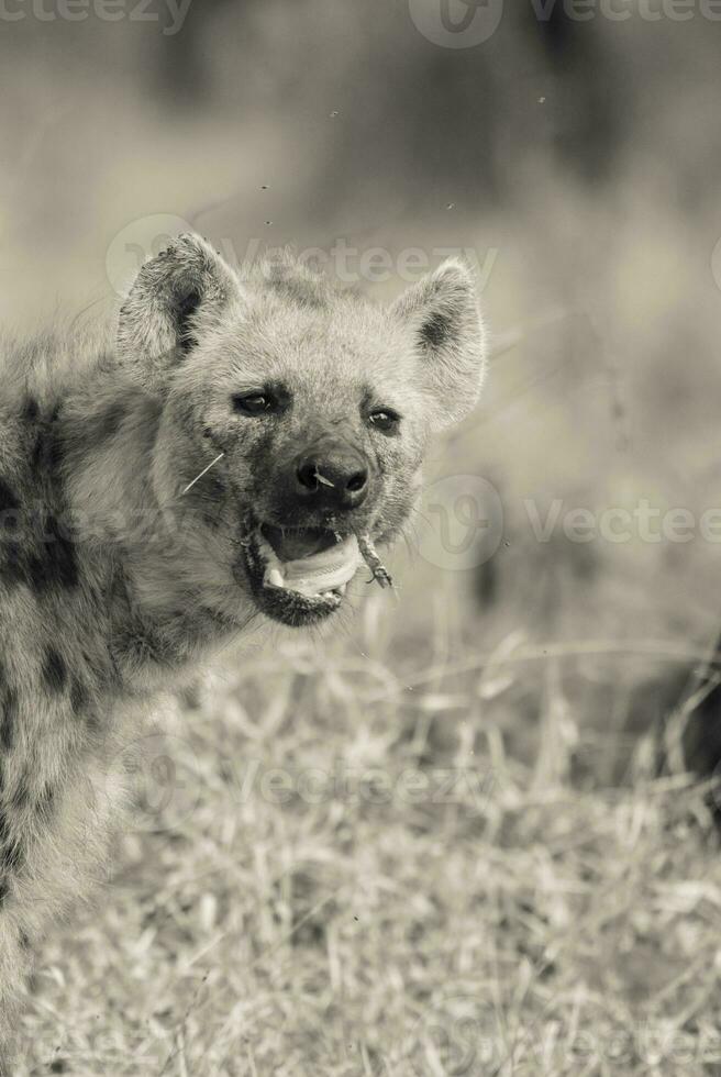 hyène alimentaire, Kruger nationale parc, Sud Afrique. photo