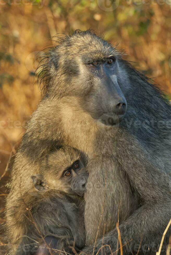 mère et bébé babouin , Kruger nationale parc, sud Afrique photo