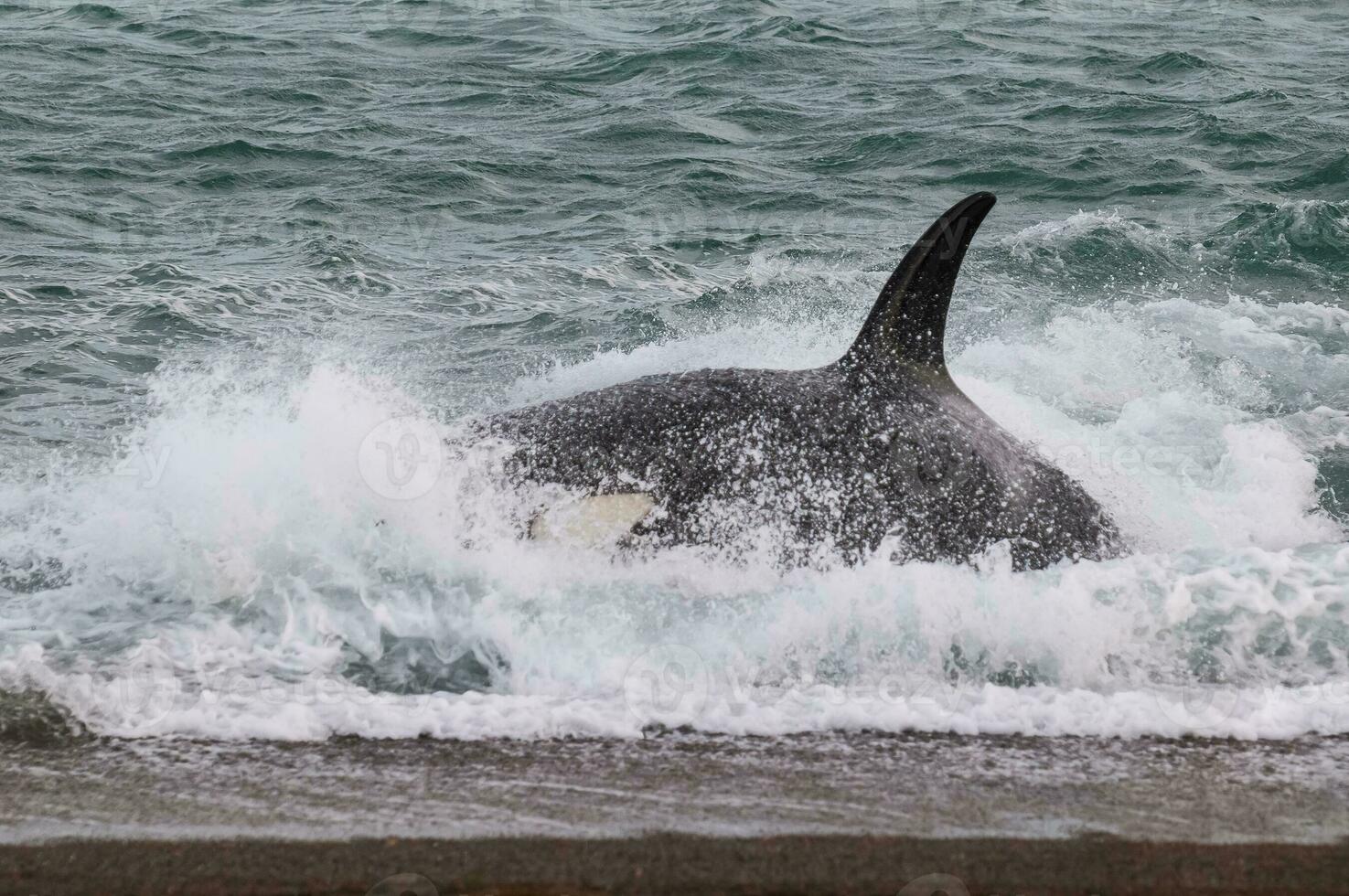 tueur baleine chasse mer lions, péninsule valdés, patagonie Argentine photo