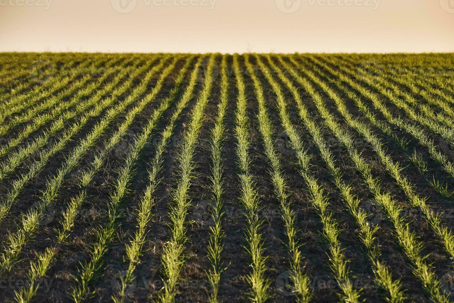 pampa campagne, semis direct Lignes, Argentine photo