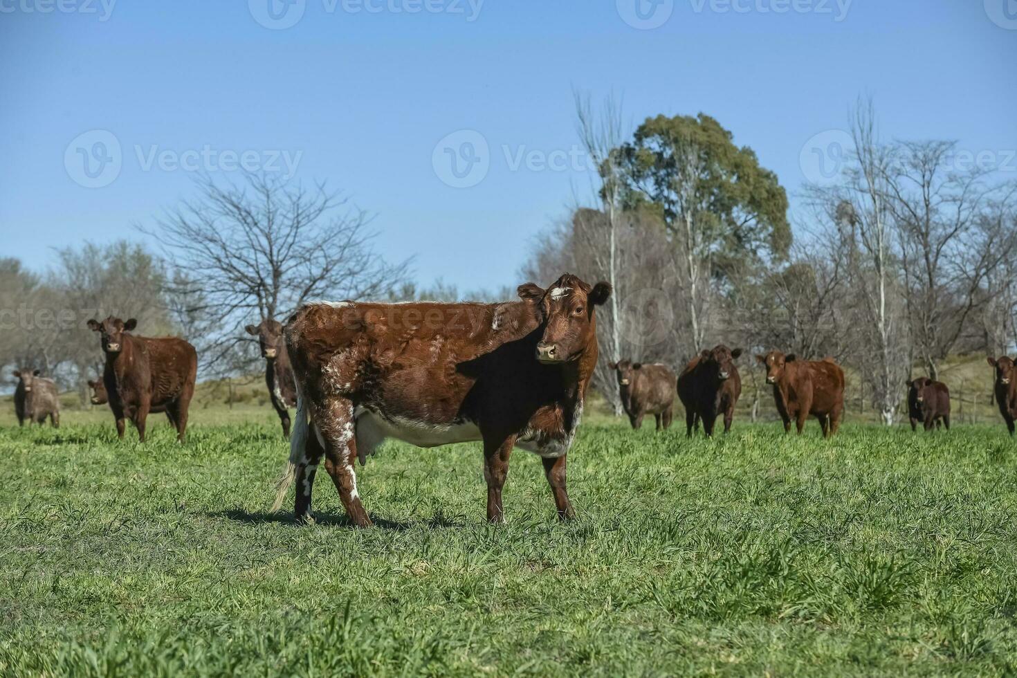 vaches nourris avec Naturel herbe dans pampa campagne, patagonie, Argentine. photo