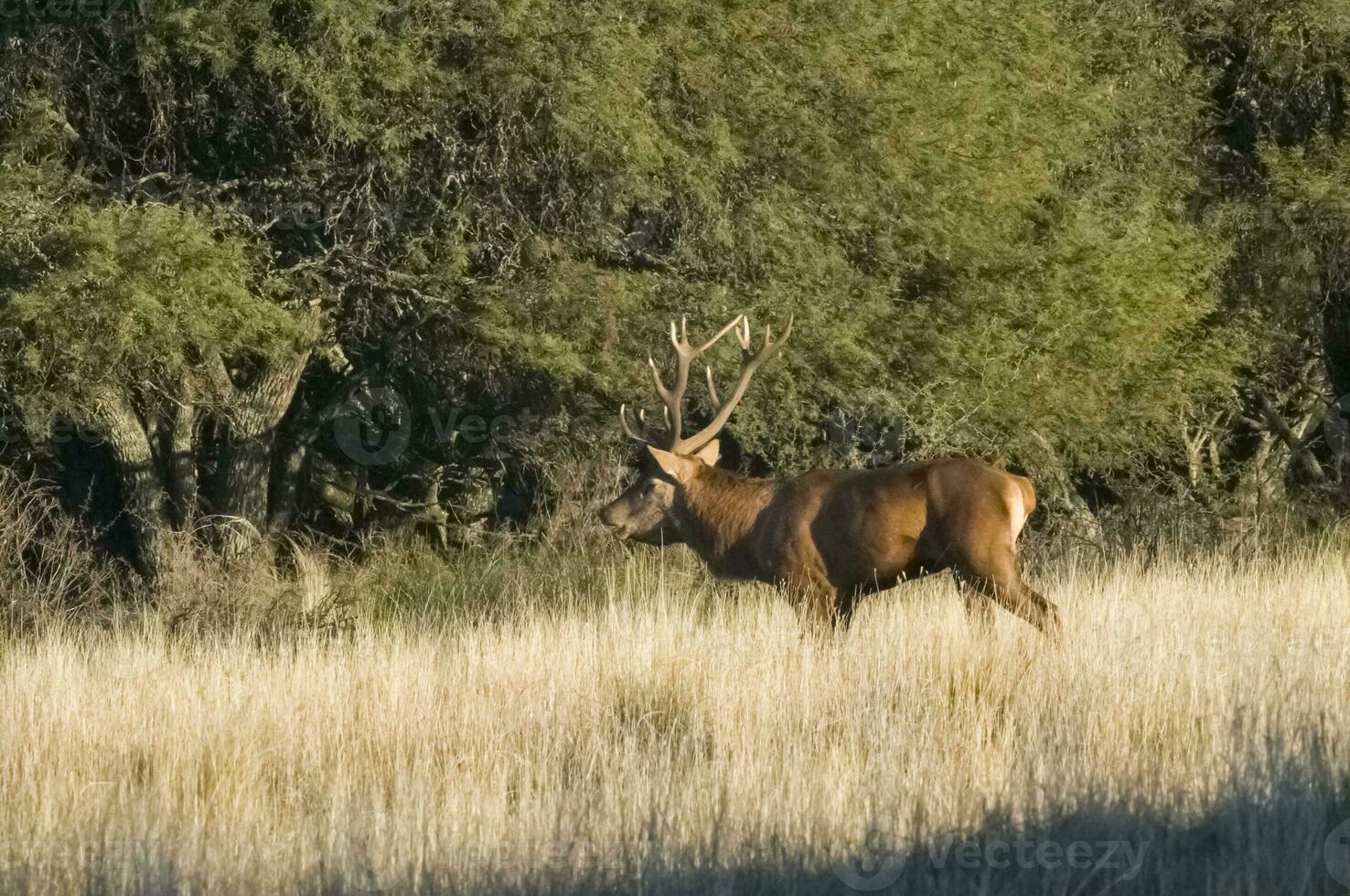 rouge cerf dans calden forêt environnement, pampa, Argentine photo