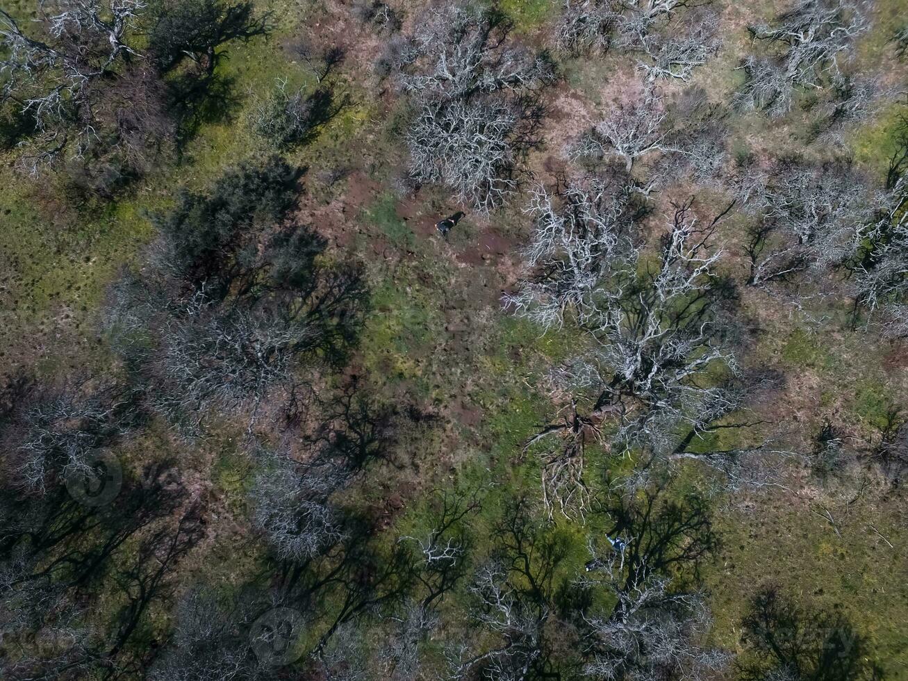 pampa forêt, la pampa, patagonie, Argentine photo