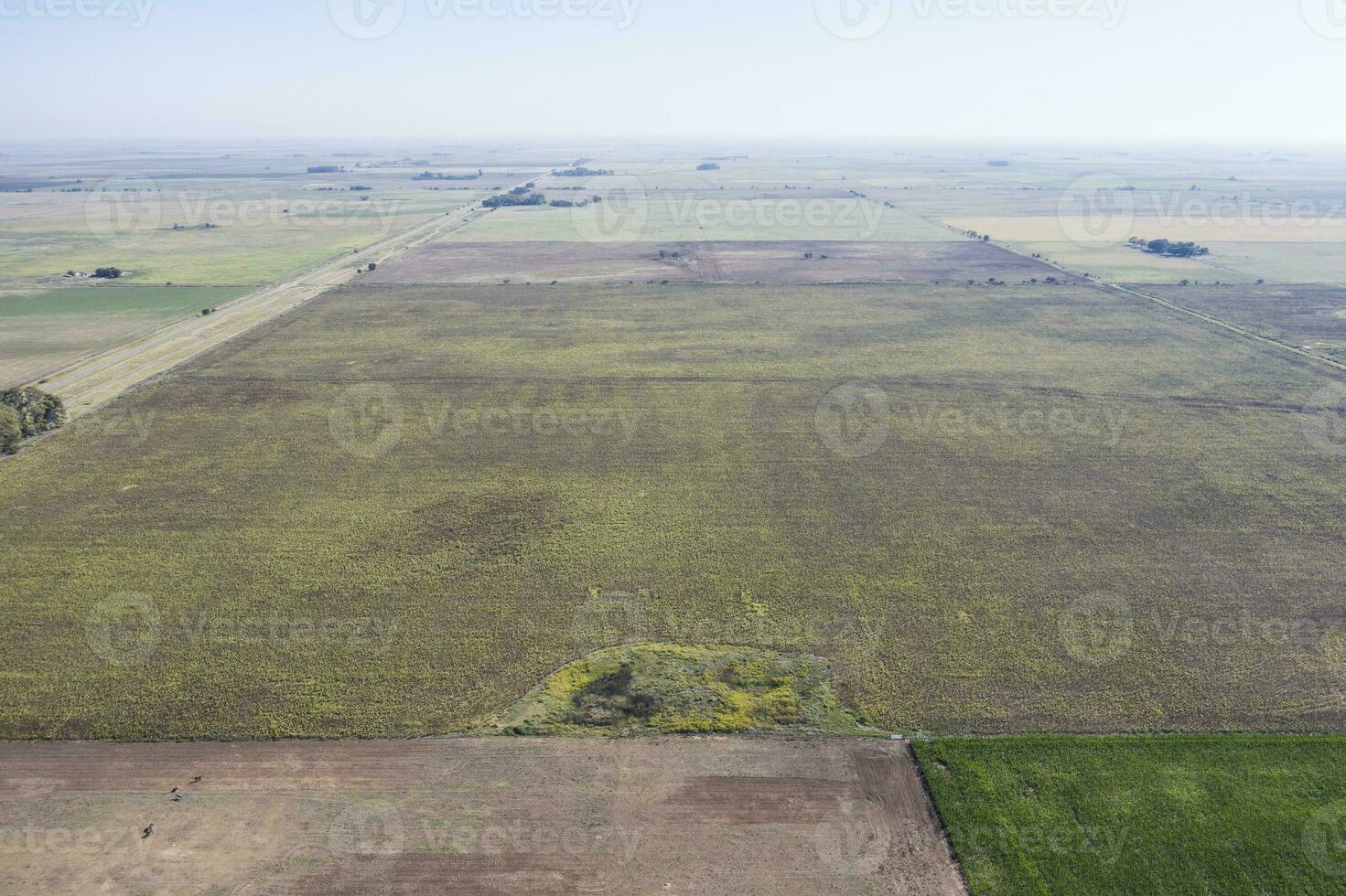 cultivé des champs dans le pampa région, Argentine. photo