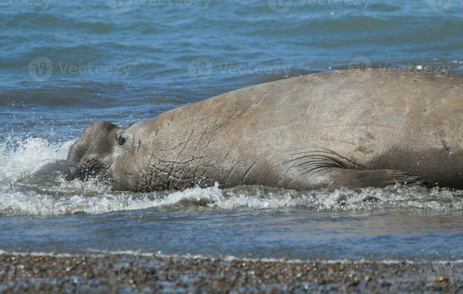 Masculin l'éléphant joint, péninsule valdés, patagonie, Argentine photo