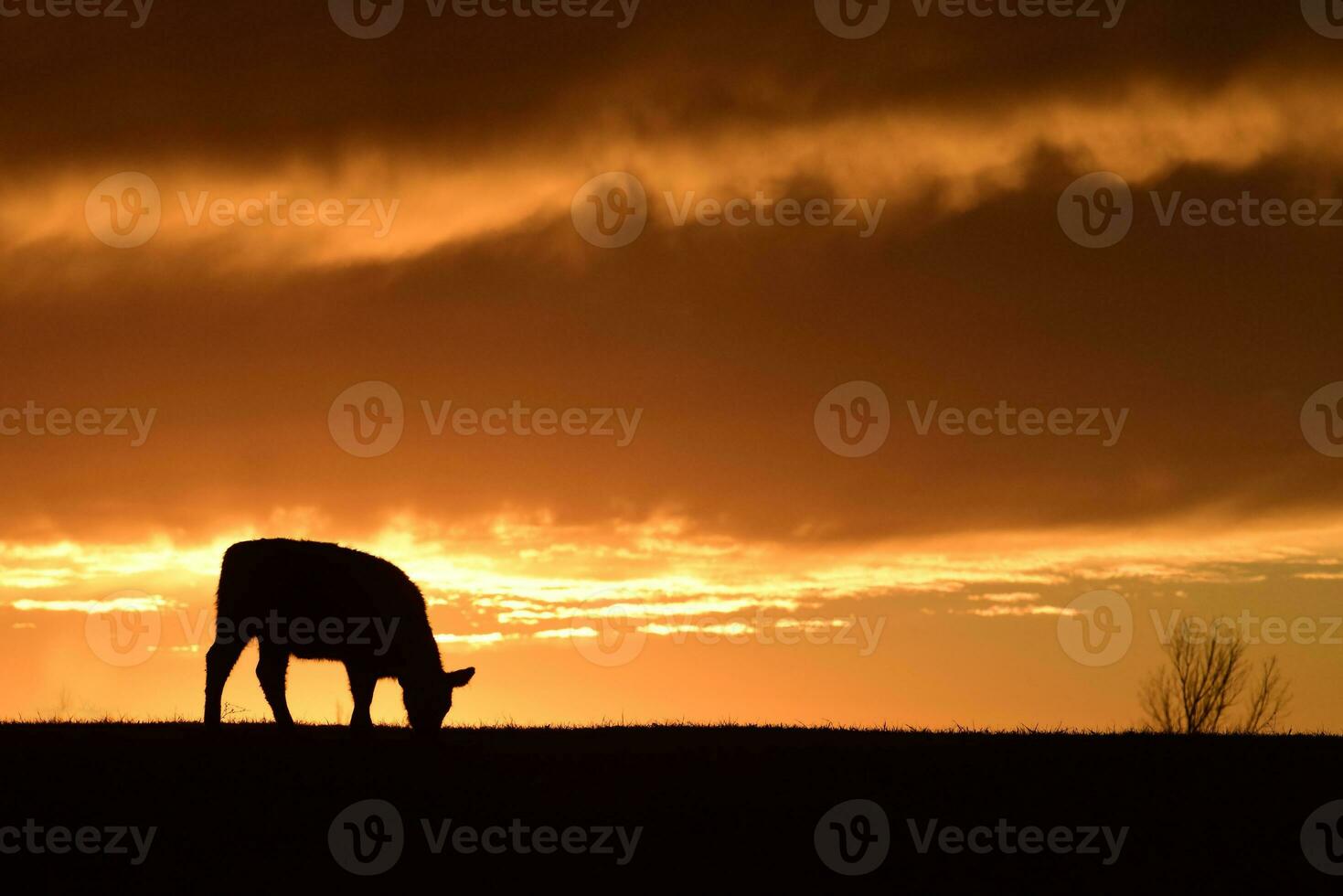 vaches nourris herbe, dans campagne, pampa, Patagonie, Argentine photo