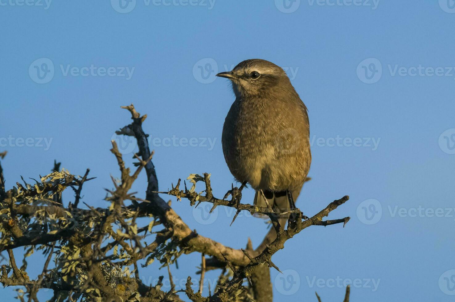 patagonien oiseau moqueur, péninsule valdes, patagonie, Argentine photo