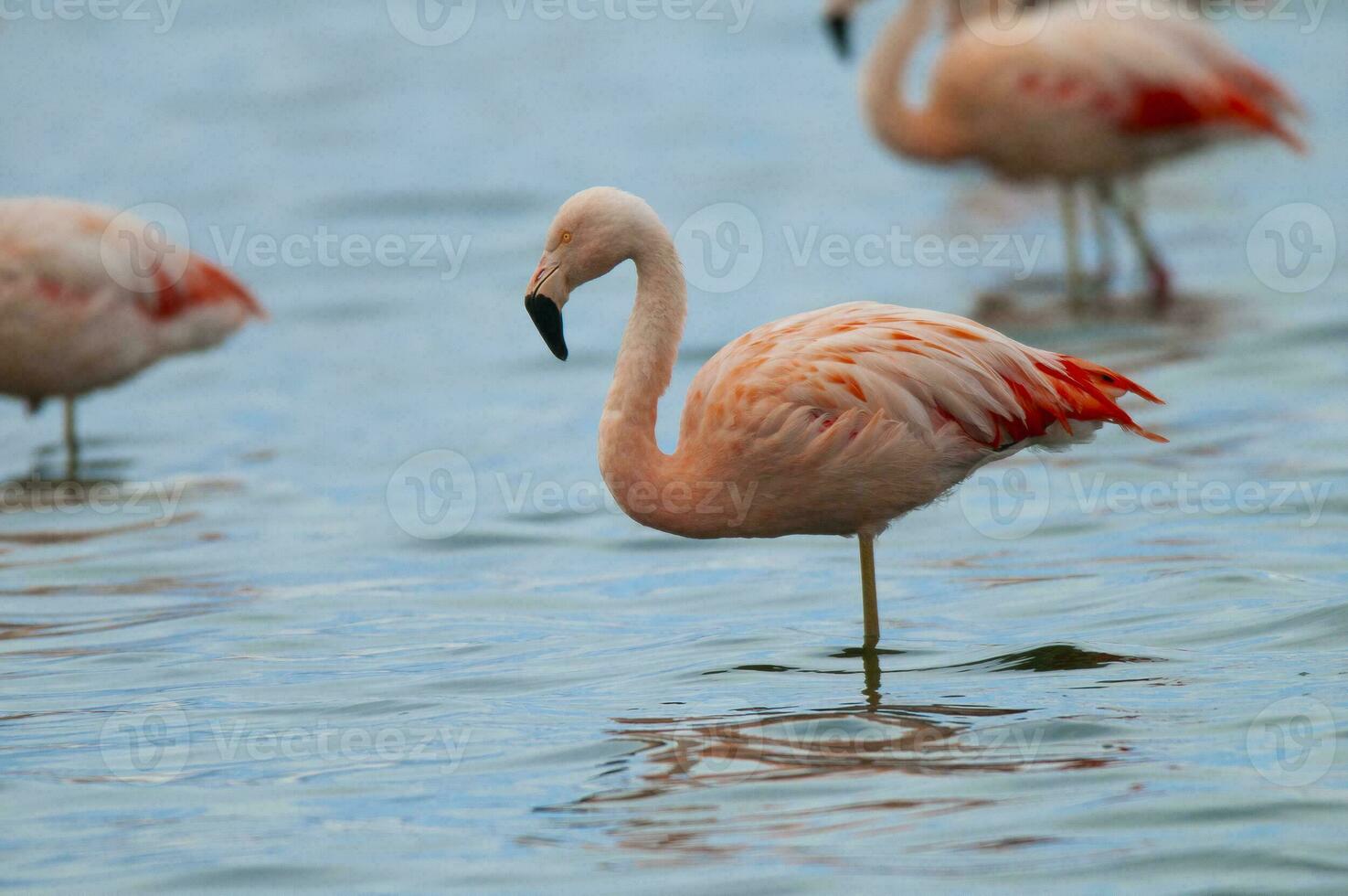 flamants roses troupeau dans une lagune, la la pampa province, patagonie, Argentine. photo