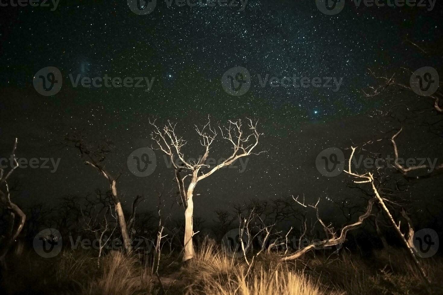 brûlant des arbres photographié à nuit avec une étoilé ciel, la la pampa province, patagonie , Argentine. photo