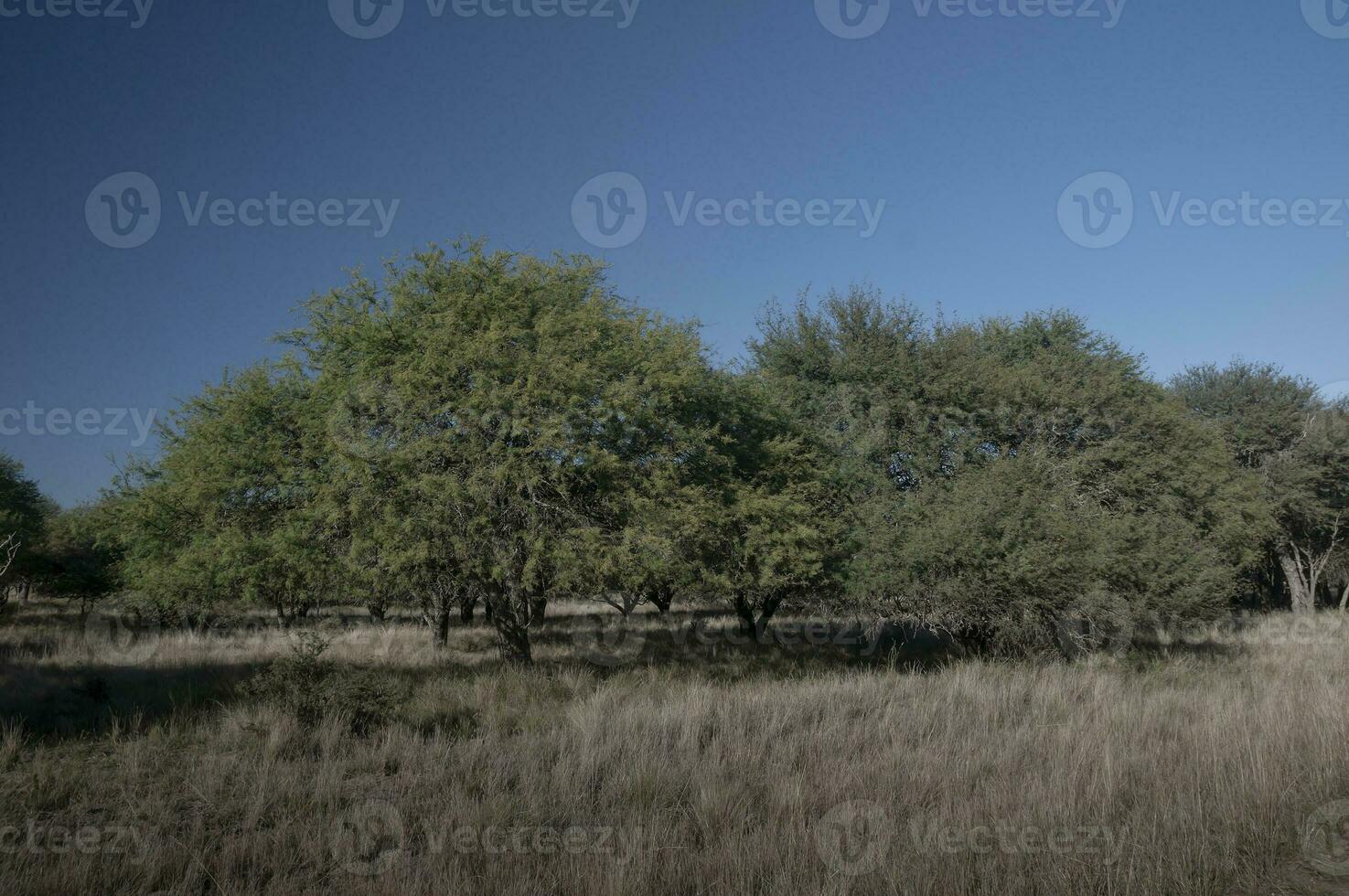 pampa herbe paysage, la la pampa province, patagonie, Argentine. photo