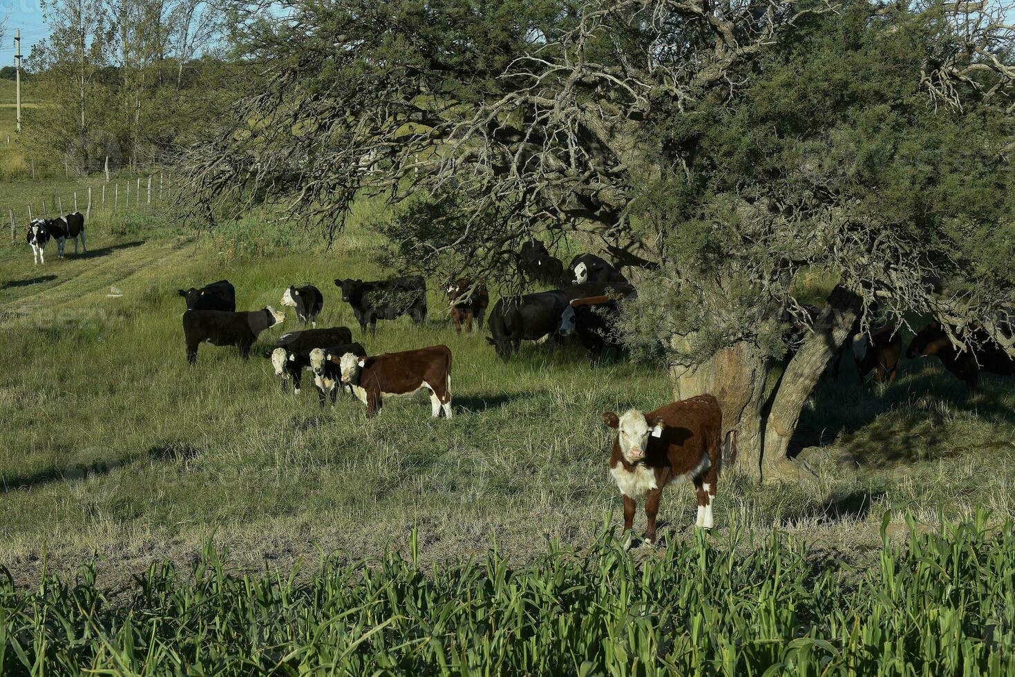 bétail élevage avec Naturel pâturages dans pampa campagne, la la pampa province, patagonie, Argentine. photo