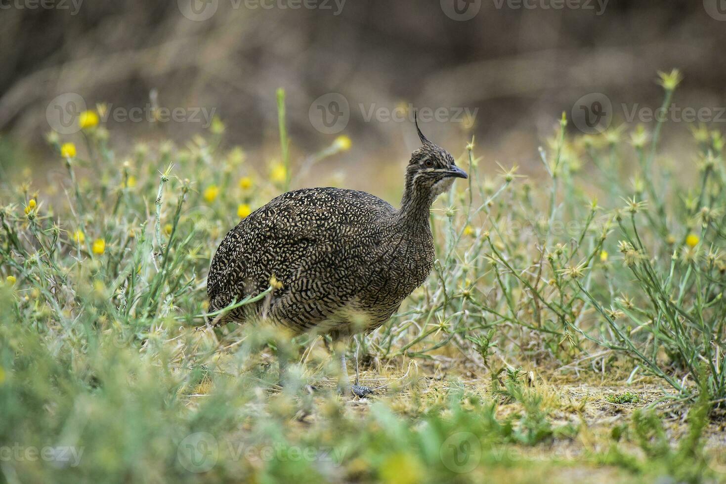 élégant huppé tinamou, eudromie élégants, pampa prairie environnement, la la pampa province, patagonie, Argentine. photo