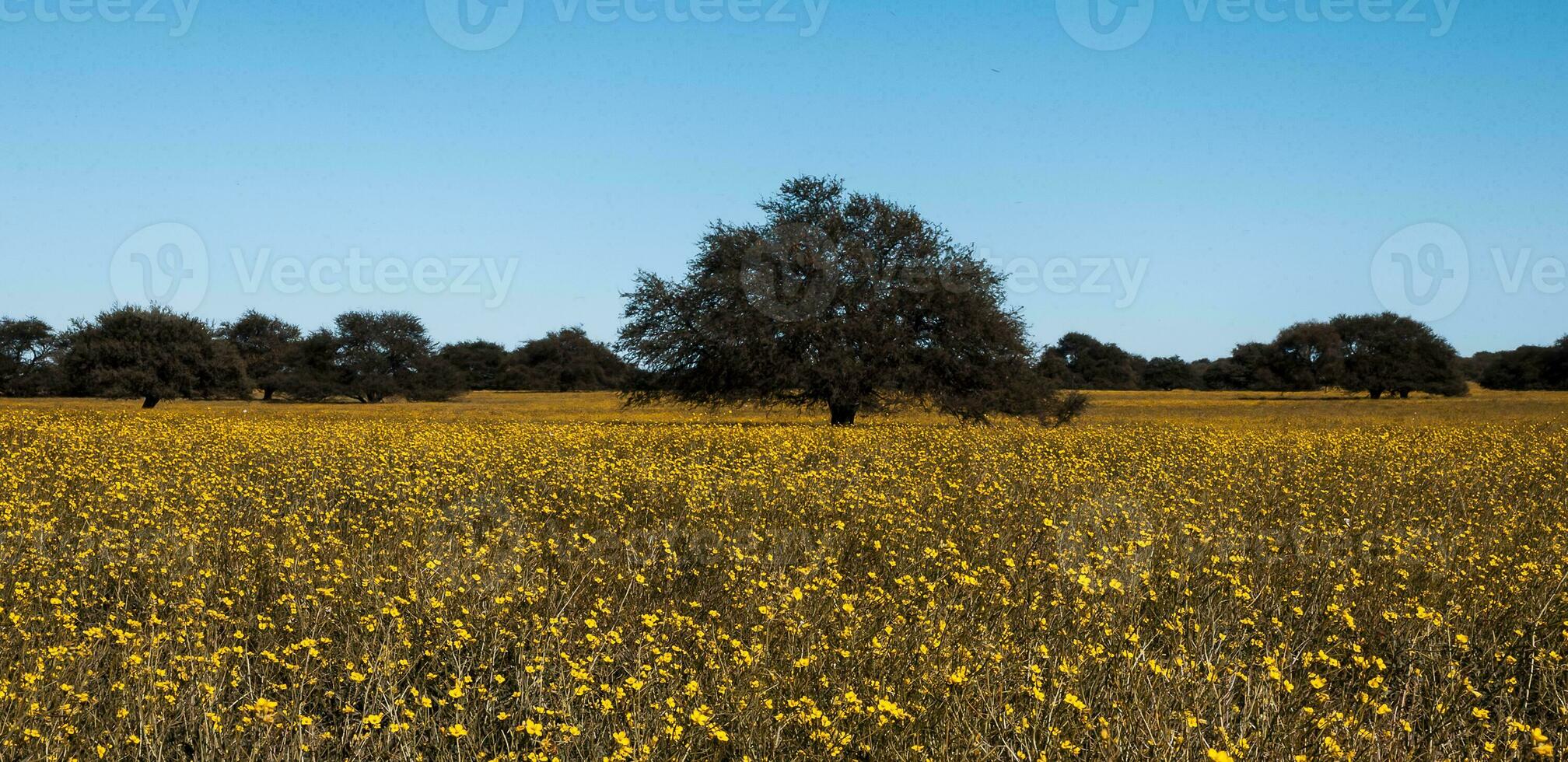 fleuri champ dans le pampa plaine, la la pampa province, patagonie, Argentine. photo