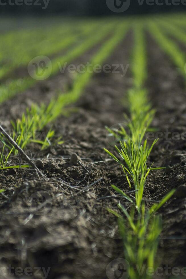 des sillons dans une cultivé champ, la la pampa Province , Argentine photo