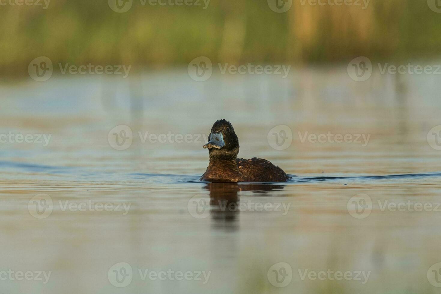 Lac canard, oxyure Vittata, la la pampa province, patagonie Argentine. photo