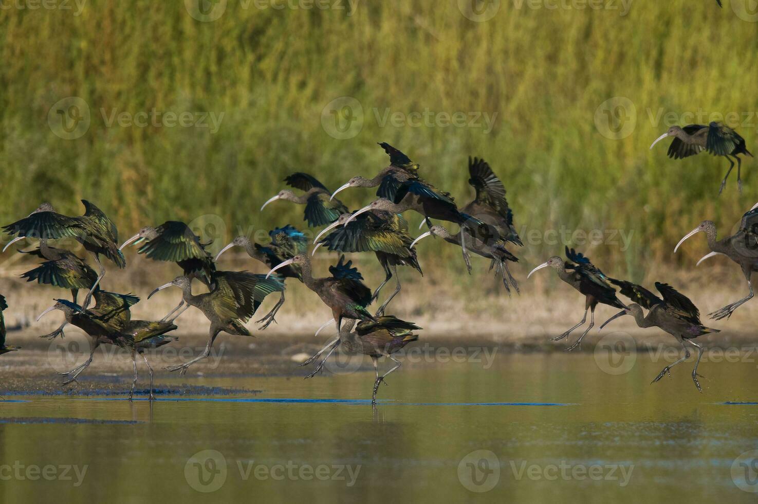 blanc face ibis , la pampa, patagonie, Argentine photo