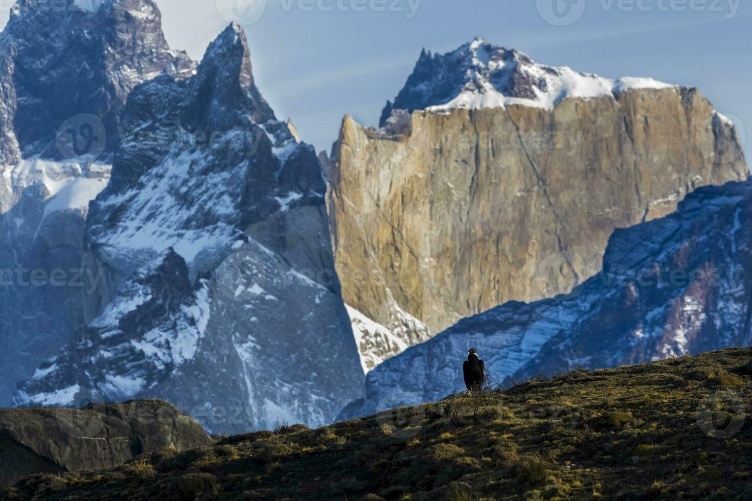 andine condor ,tours del paine nationale parc, patagonie, Chili. photo