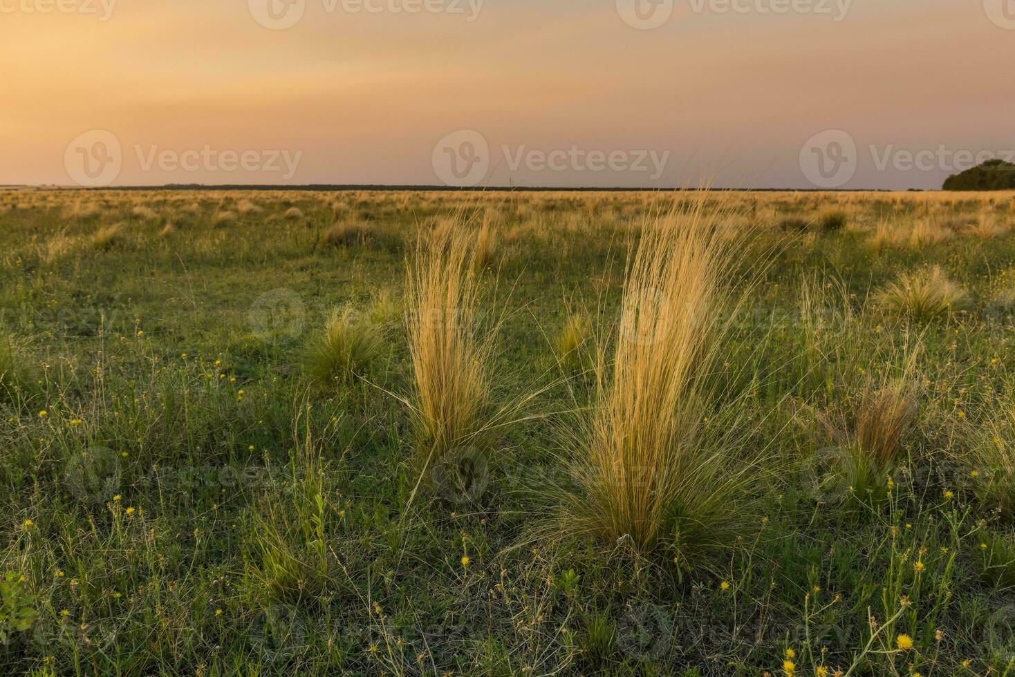 pampa herbe paysage à coucher de soleil, la la pampa province, Argentine photo