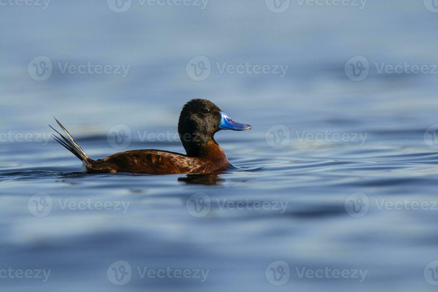 Lac canard dans pampa lagune environnement, la la pampa province, patagonie , Argentine. photo