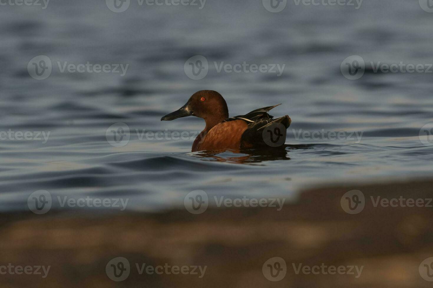 cannelle sarcelle dans lagune environnement, la la pampa province, patagonie, Argentine. photo