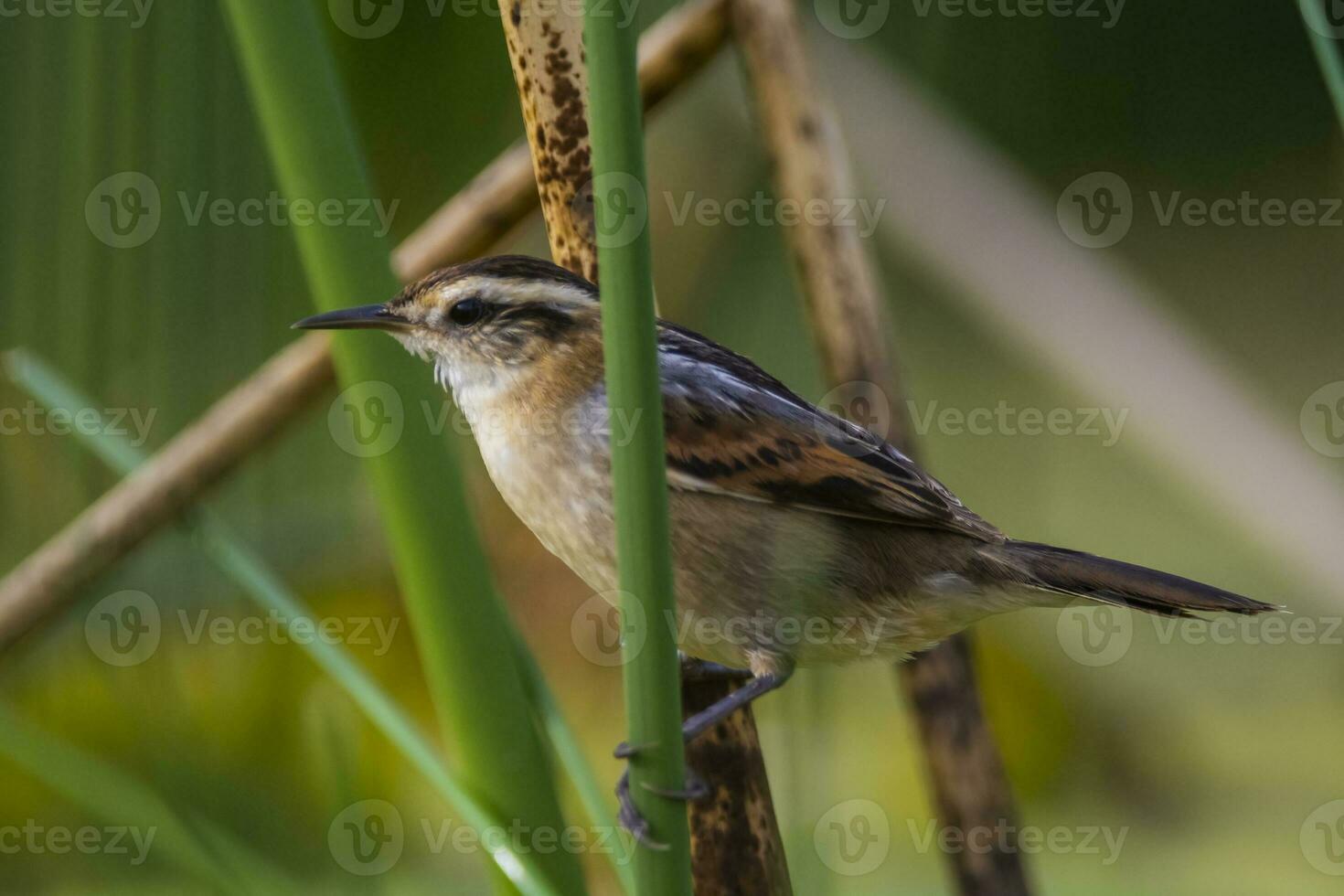 roitelet comme oiseau de jonc, dans le marais environnement, patagonie, Argentine photo