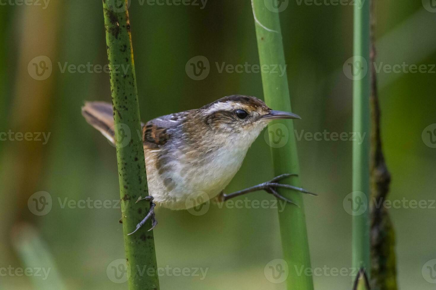 roitelet comme oiseau de jonc, dans le marais environnement, patagonie, Argentine photo