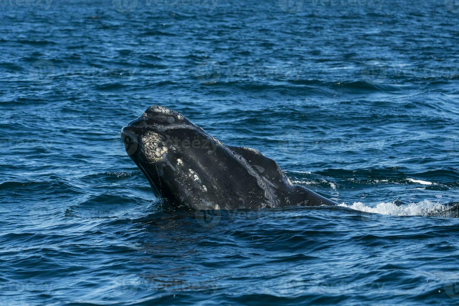 le sud droite baleine baleine respiration, péninsule valdés, Patagonie, Argentine photo