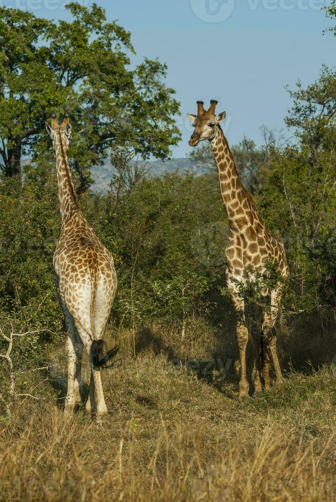 girafe, Kruger nationale parc, Sud Afrique photo