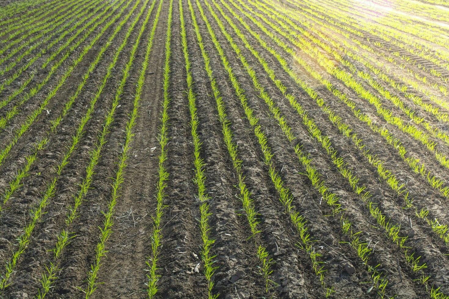 des sillons dans une cultivé champ, la la pampa Province , Argentine photo