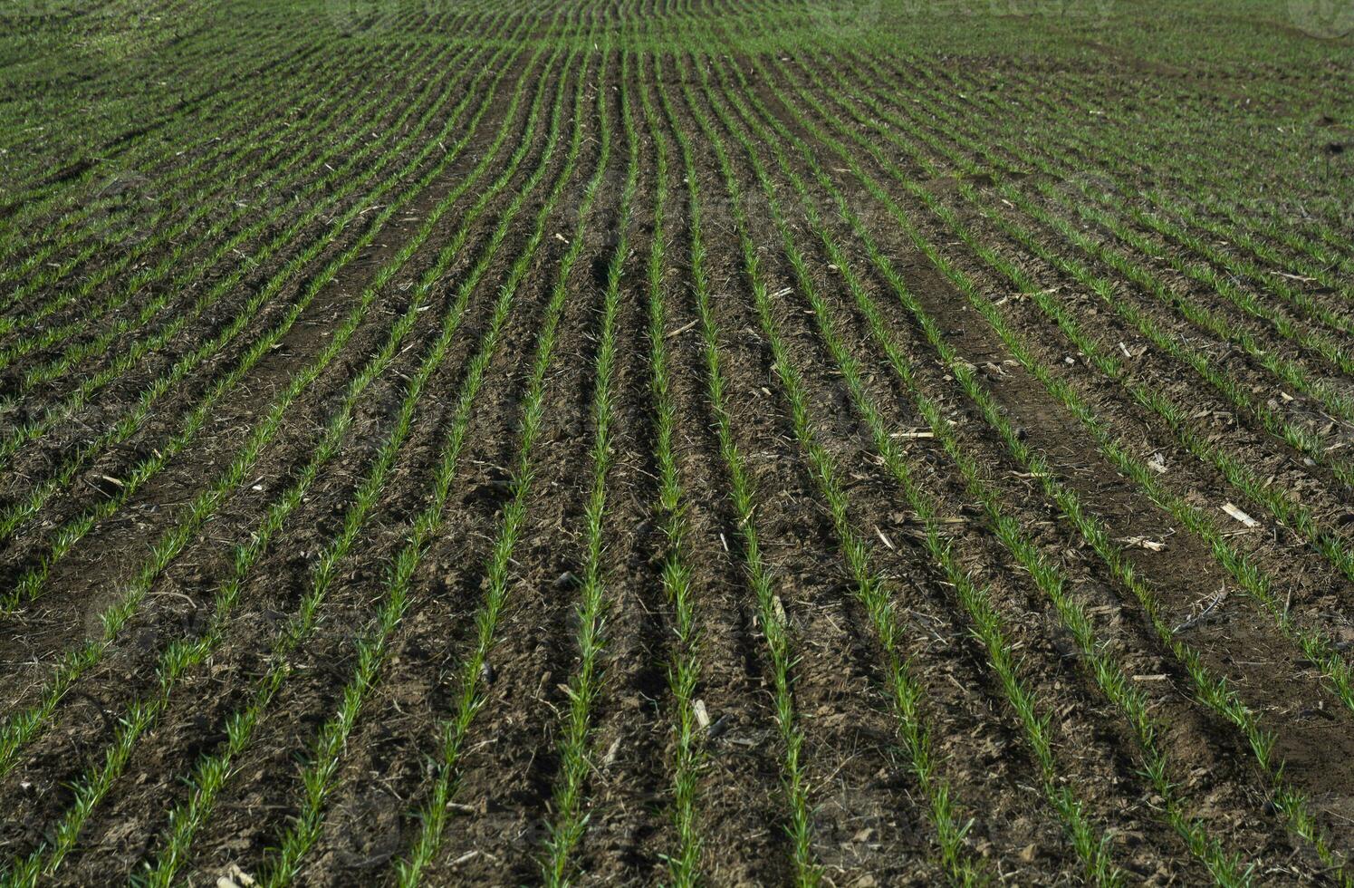 des sillons dans une cultivé champ, la la pampa Province , Argentine photo