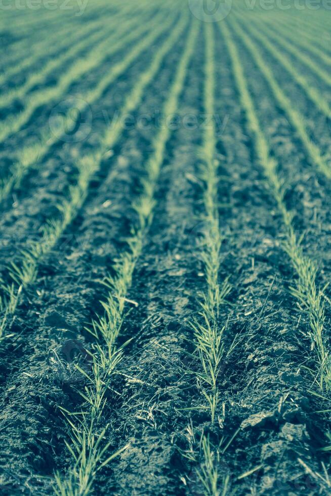 des sillons dans une cultivé champ, la la pampa Province , Argentine photo