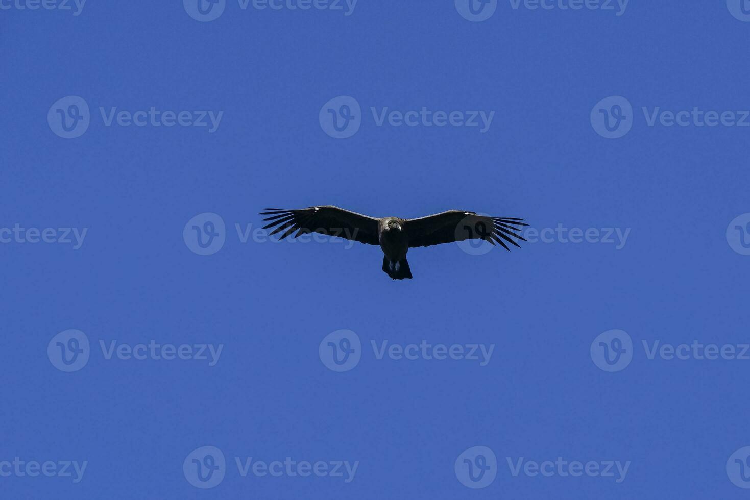 andine condor ,tours del paine nationale parc, patagonie, Chili. photo