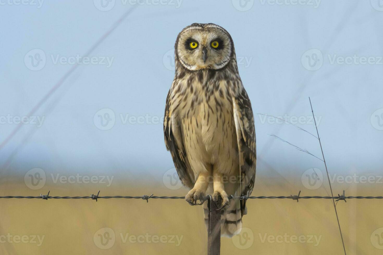 court oreille hibou, perché sur une clôture, patagonie, Argentine. photo