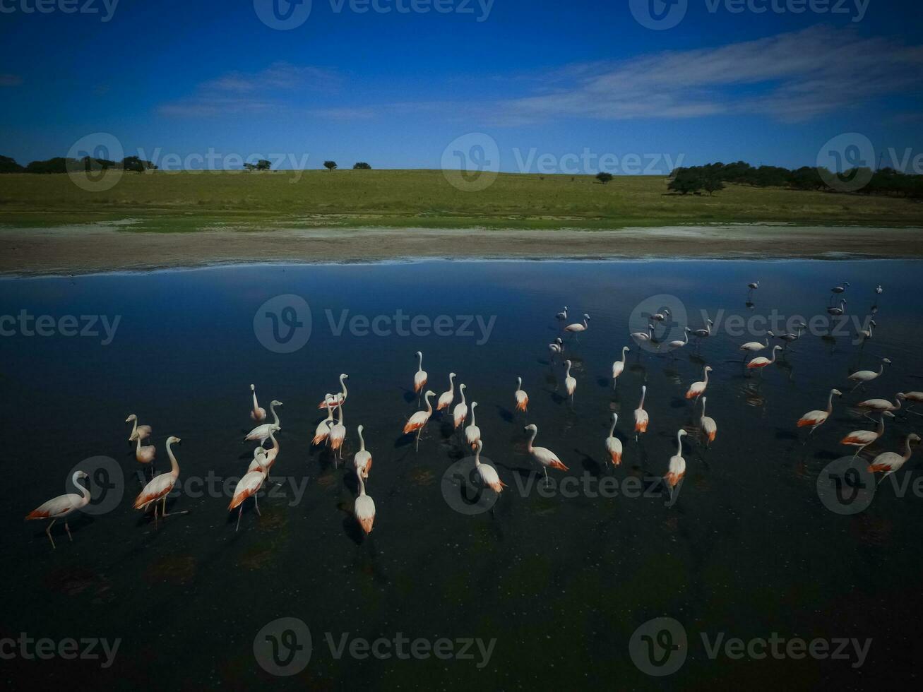 troupeau de flamants roses, aérien vue,patagonie, Argentine photo