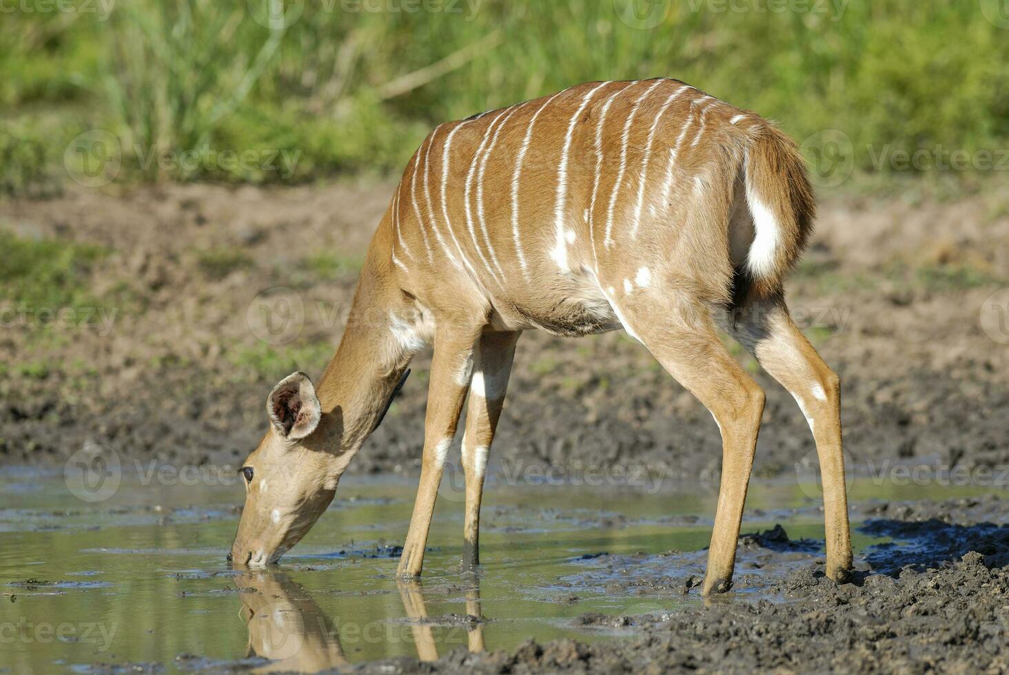 nyala dans africain savane environnement, Sud Afrique photo