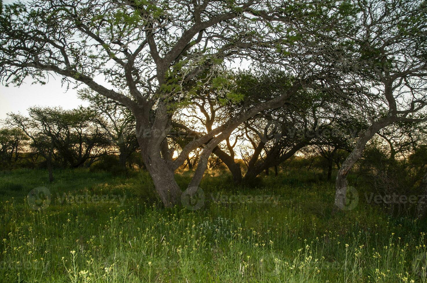 calden forêt paysage, la la pampa province, patagonie, Argentine. photo