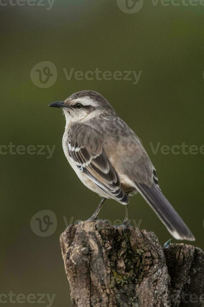 blanc bagué oiseau moqueur dans calden forêt environnement, patagonie forêt, Argentine. photo