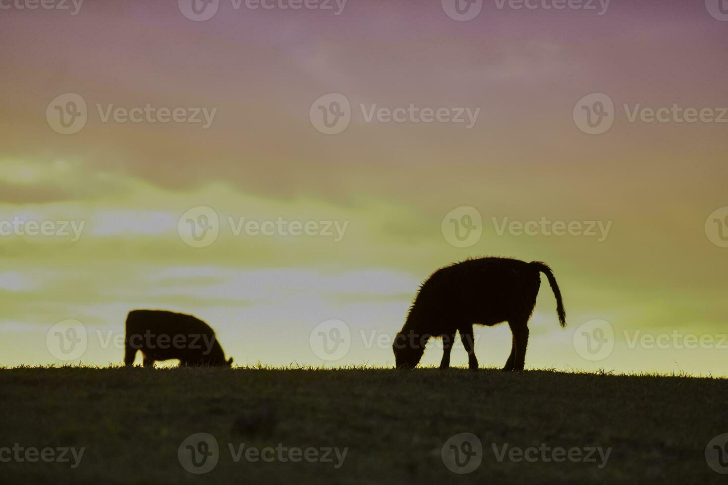 vaches nourris herbe, dans campagne, pampa, Patagonie, Argentine photo