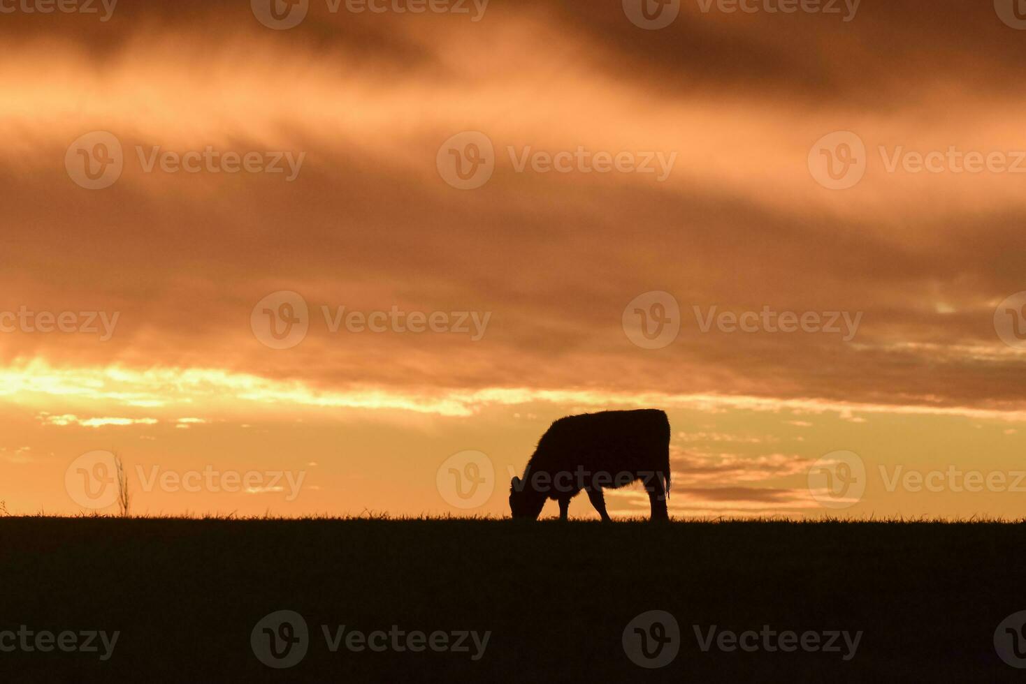 vaches nourris herbe, dans campagne, pampa, Patagonie, Argentine photo