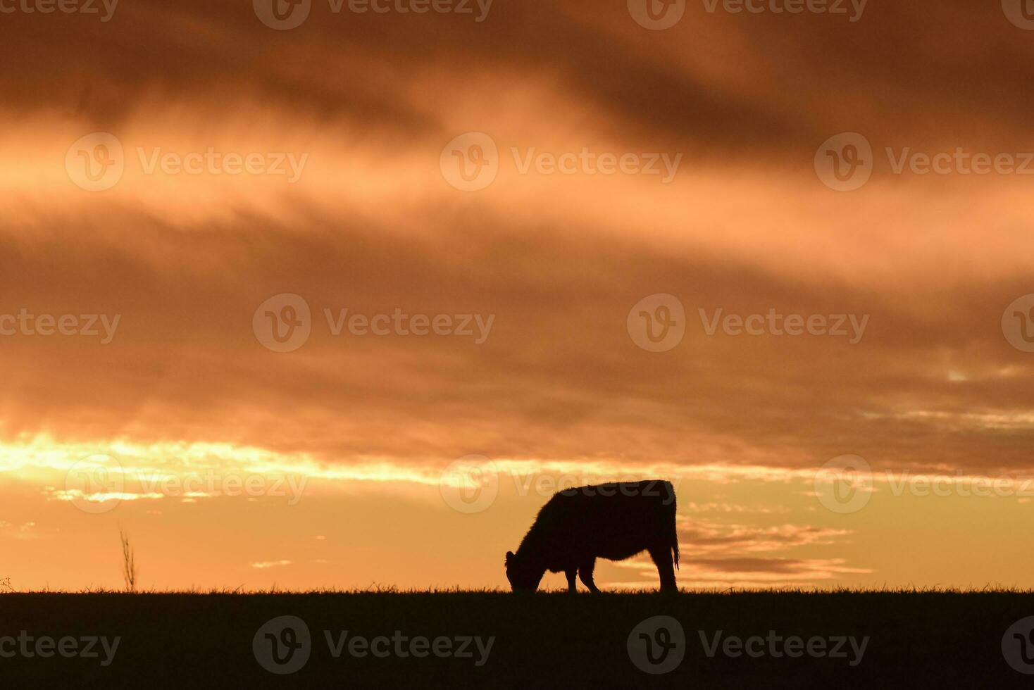 vaches nourris herbe, dans campagne, pampa, Patagonie, Argentine photo