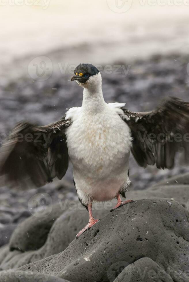 impérial cormoran, reproduction colonie, paulette île, l'antarctique photo